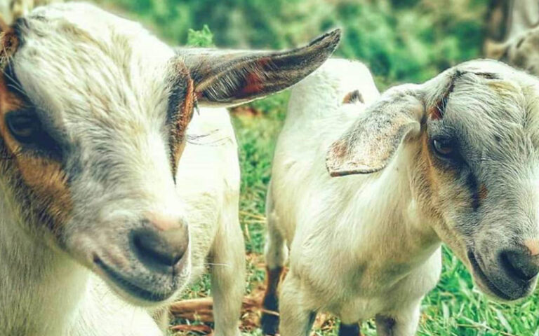 jaira de ana 03 768x480