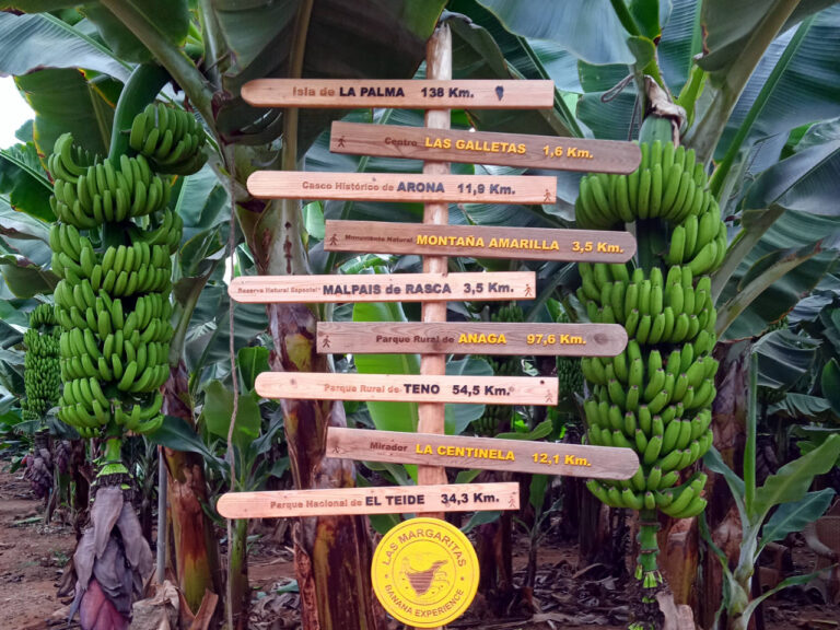 202306 margaritas 01 768x576