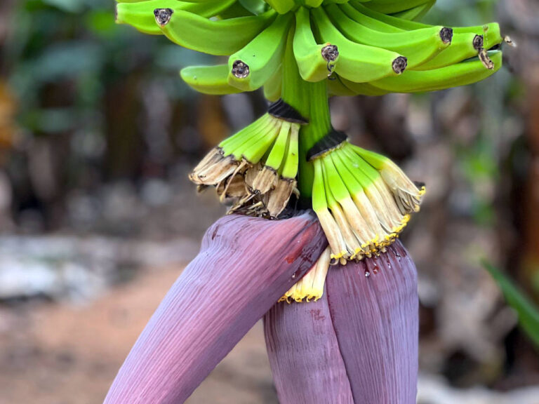 202306 margaritas 02 768x576