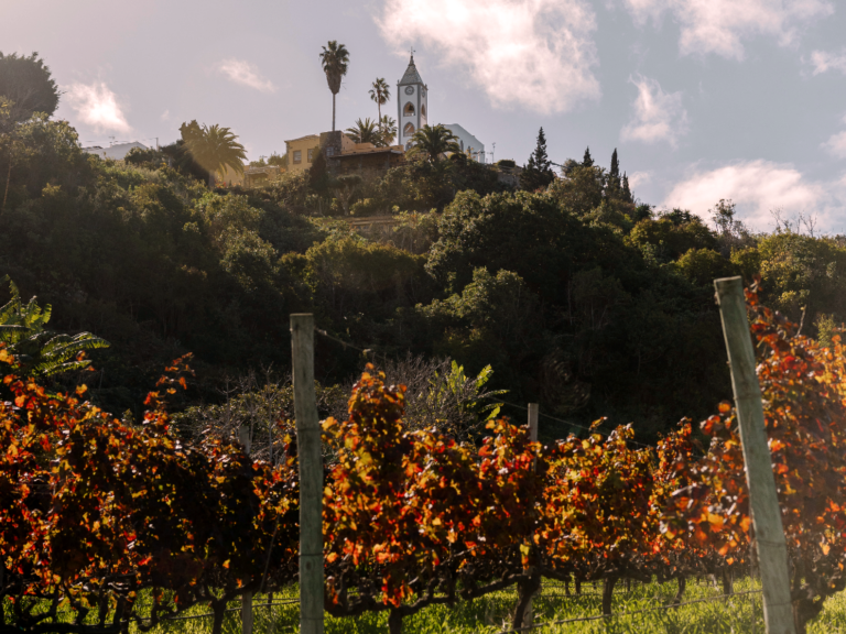 vinatigo 08 768x576